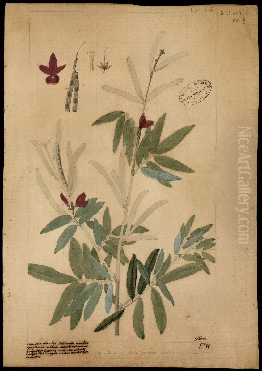 (Cephrosia nitens, Benth) Oil Painting by Jose Joaquim Freire