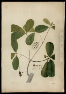 (Cernstroemia)