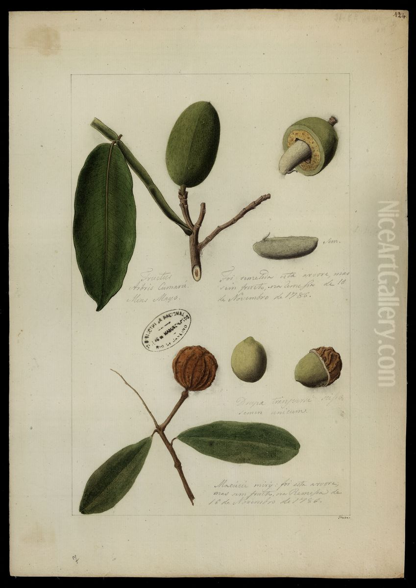 (Chrysophyllum e Dipteryx odorata, Wilh) Oil Painting by Jose Joaquim Freire