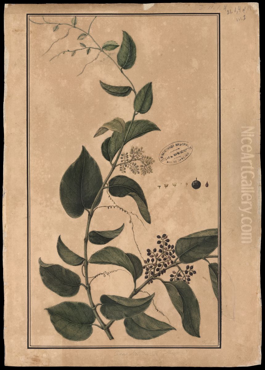 (Cissum sicyoides, Linn) Oil Painting by Jose Joaquim Freire
