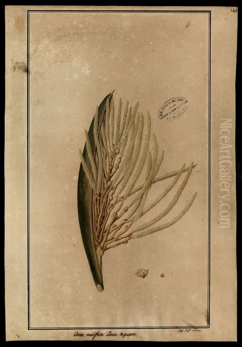 (Cocos nucifera, Linn) Oil Painting by Jose Joaquim Freire