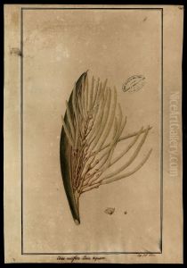 (Cocos nucifera, Linn)