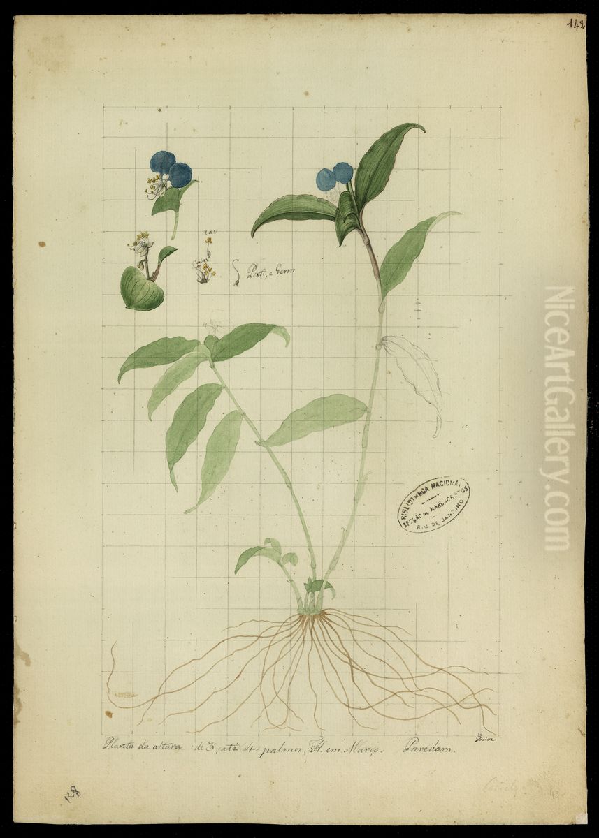 (Commelina elegans, Humb) Oil Painting by Jose Joaquim Freire
