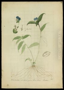 (Commelina elegans, Humb)
