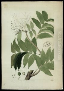 (Connarus del Rourea)