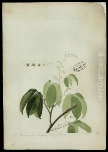 (Connarus del Rourea)