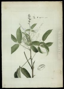 (Connarus)