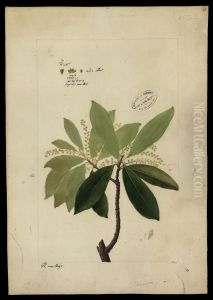 (Conomorpha)