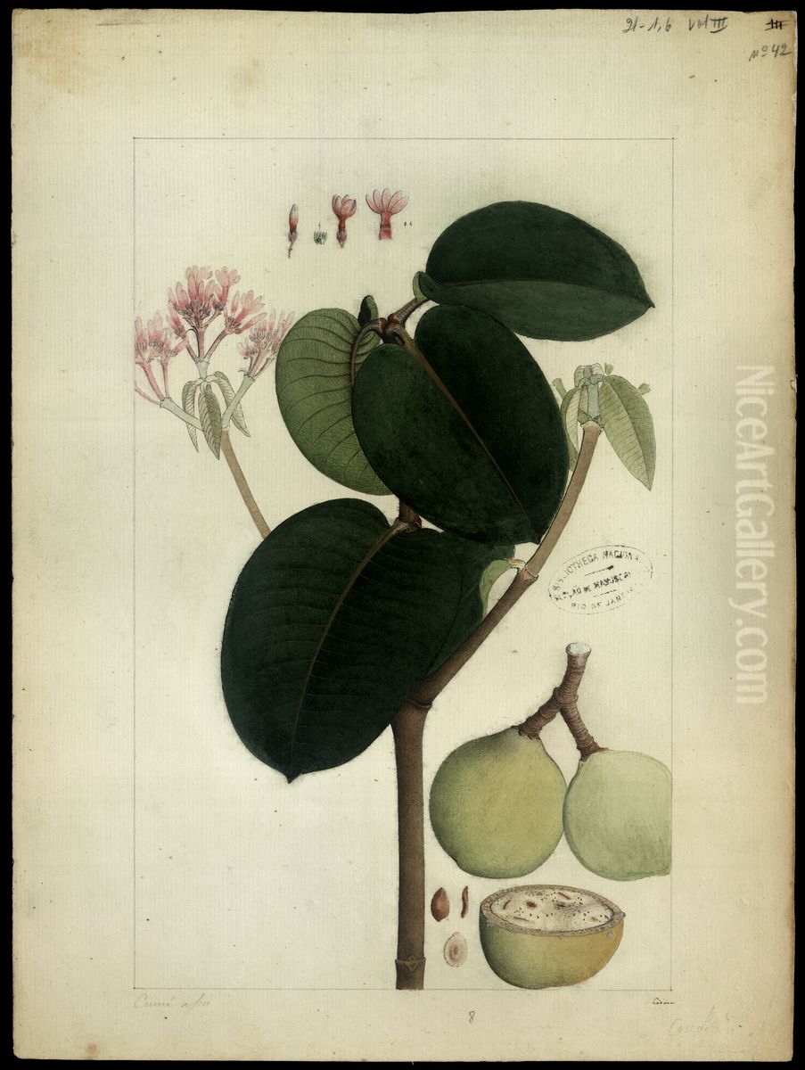 (Couma macrocarpa) Oil Painting by Joaquim Jose Codina