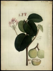 (Couma macrocarpa)