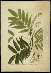 (Cruvya amazonica, Spr)