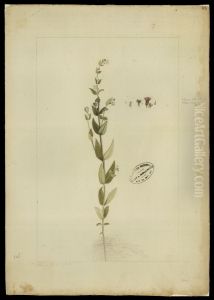 (Cuphea)
