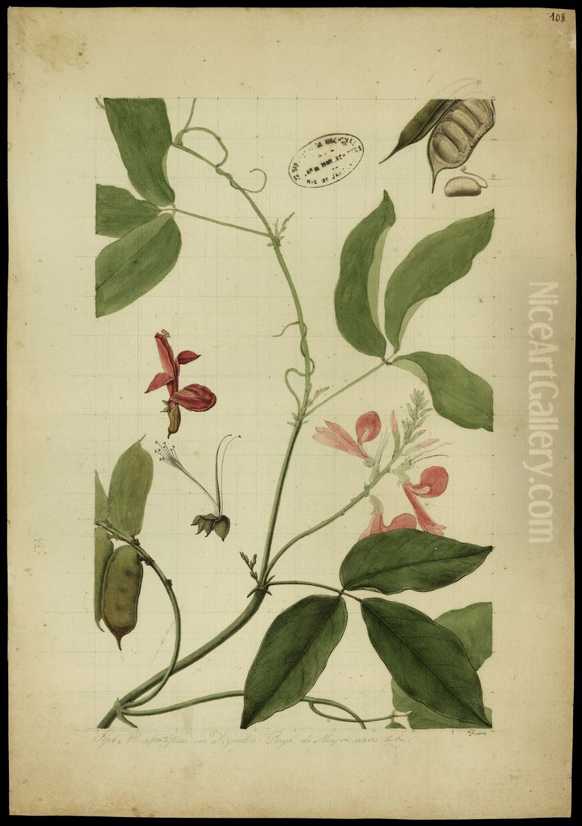 (Cymbosema rosea, Benth) Oil Painting by Jose Joaquim Freire