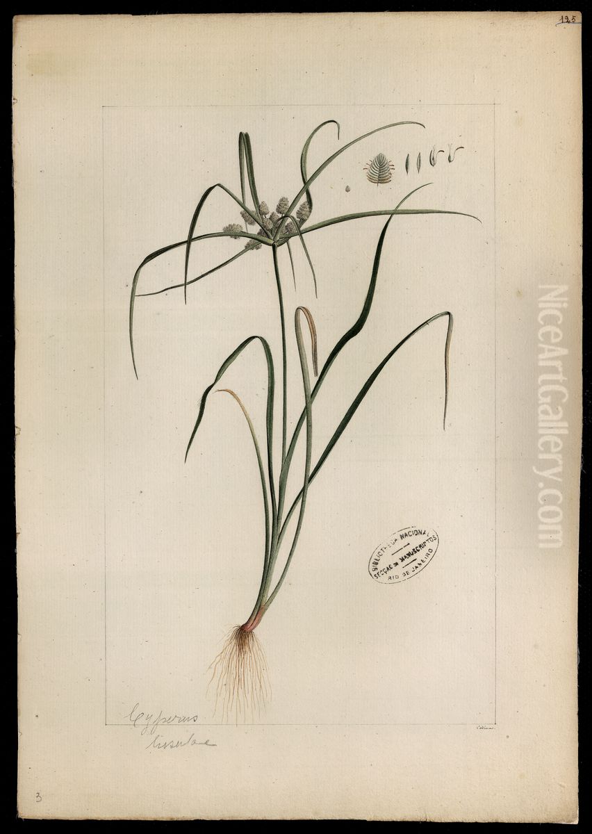 (Cyperaceae) Oil Painting by Joaquim Jose Codina