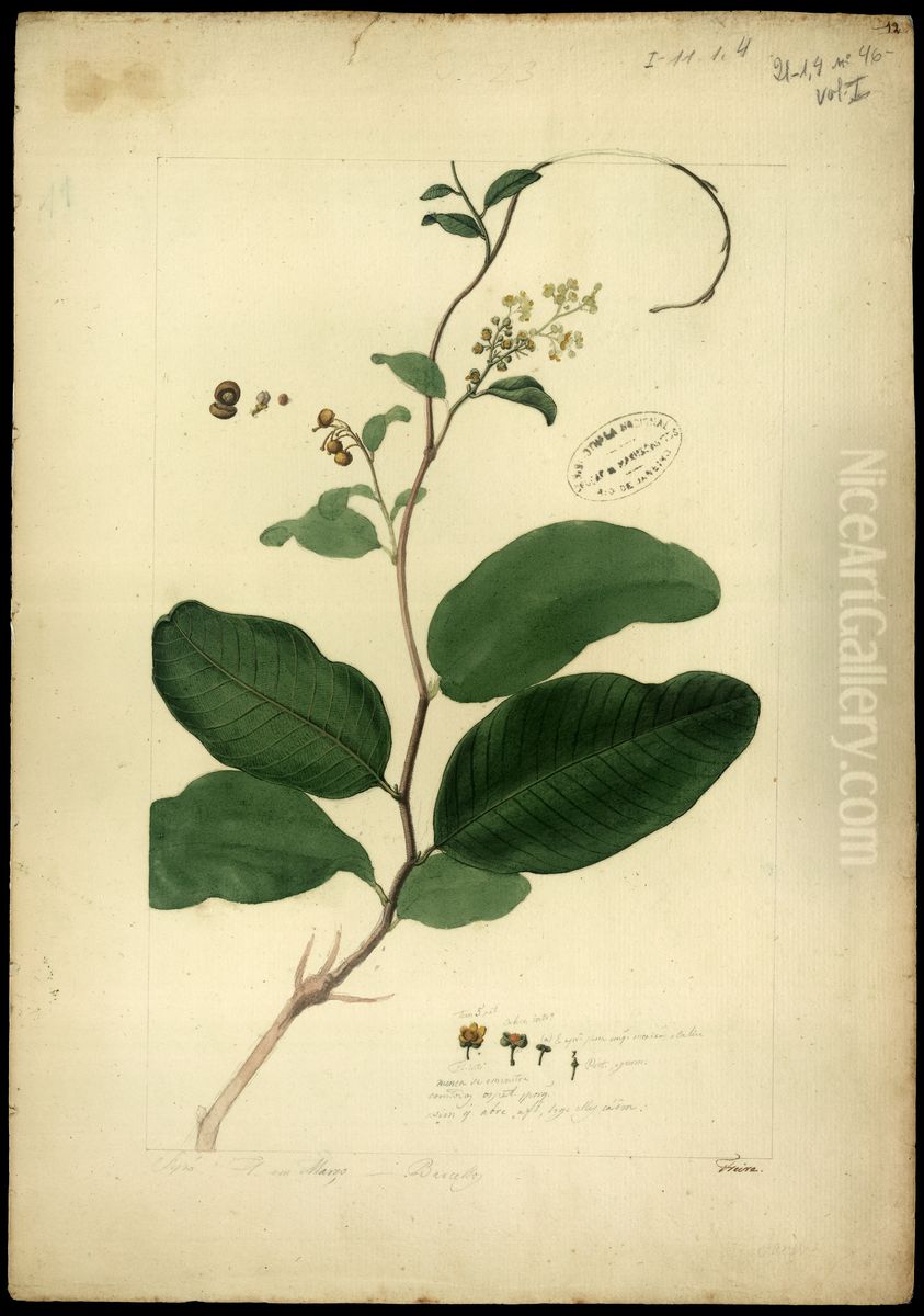 (Davilla lucida) Oil Painting by Jose Joaquim Freire