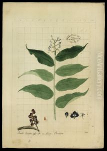 (Dichorisandra)