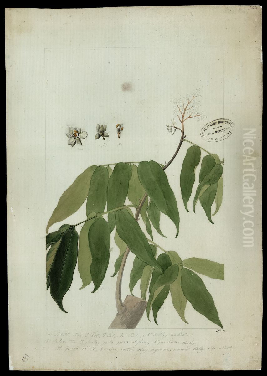 (Dicorynia Paraensis, Benth) Oil Painting by Jose Joaquim Freire