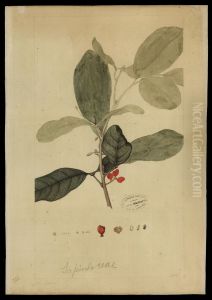 (Emphorbiacea)