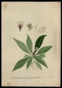 (Episcia)