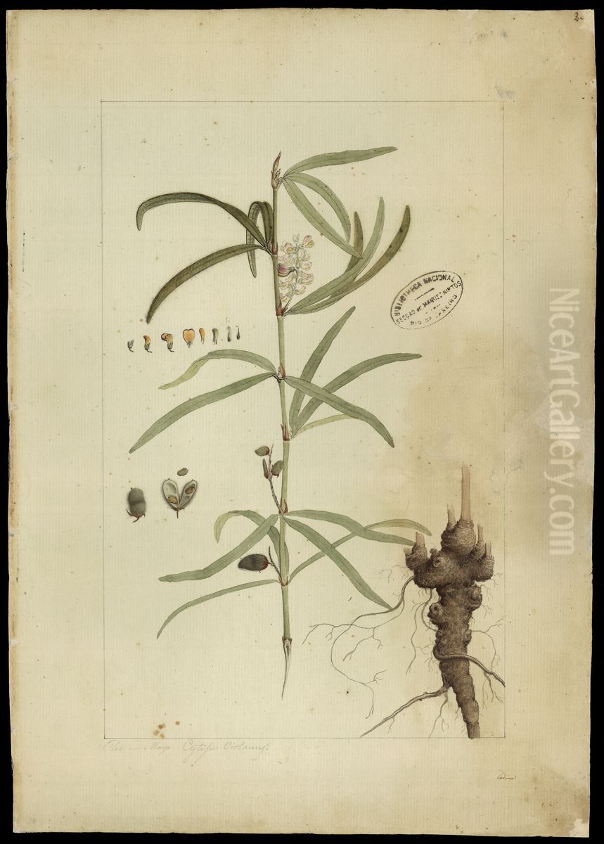 (Eriosema violaceum, E. Meyer) Oil Painting by Joaquim Jose Codina