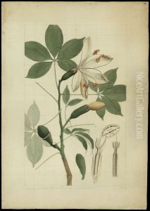 (Erioventron)