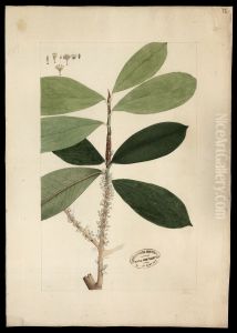 (Erythroxylum)