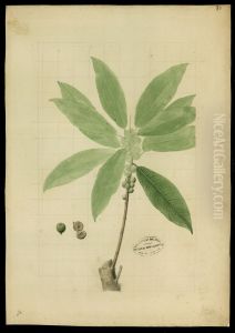 (Ficus)