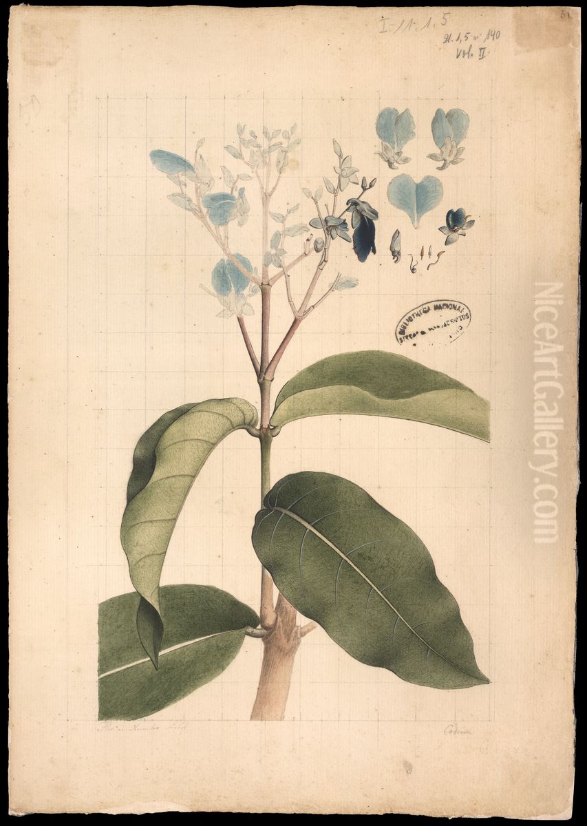 (Flora brasileira sem identificacao) Oil Painting by Joaquim Jose Codina