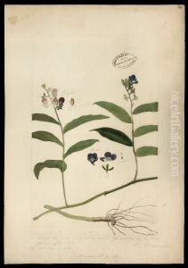 (Flora brasileira sem identificacao)