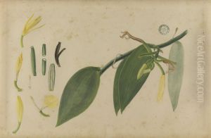 (Folhas, flores e frutos) (Folhas, flores e frutos)