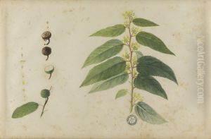 (Folhas, flores e frutos)
