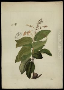 (Forsteronia)