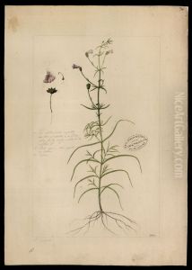 (Gerardia hispida, Mart)