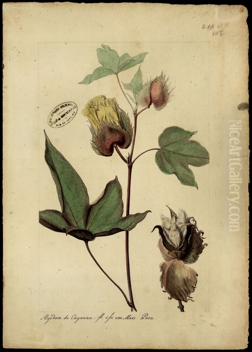 (Gossypium) Oil Painting by Joaquim Jose Codina