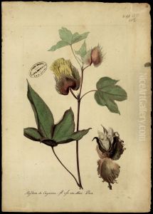 (Gossypium)