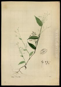 (Graminea)