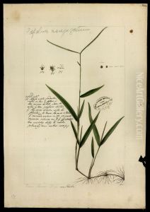 (Graminea)