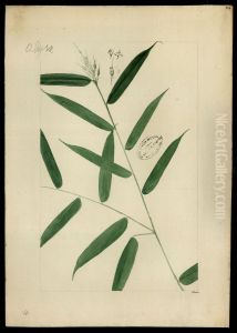 (Graminea)