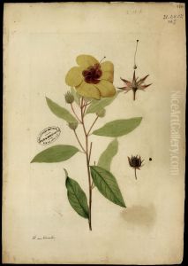 (Hibiscus)
