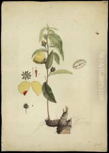 (Hibiscus) (Hibiscus)