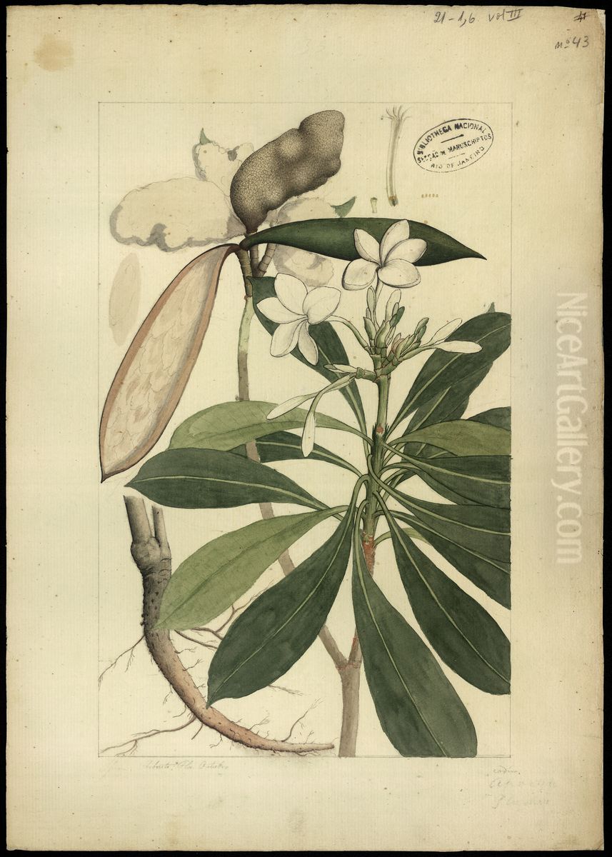 (Hiniatanthus lancifolia) Oil Painting by Joaquim Jose Codina