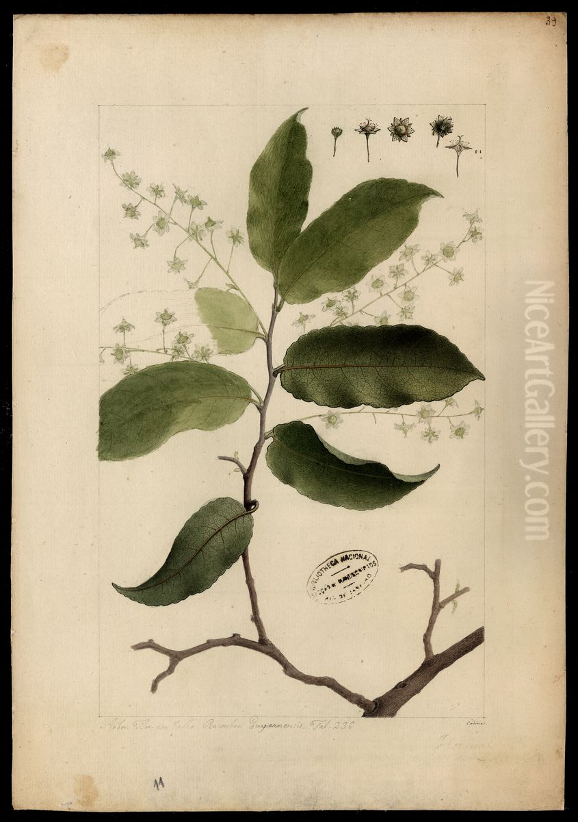(Homalium pedicellatum, Benth) Oil Painting by Joaquim Jose Codina