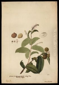 (Hyrtella)