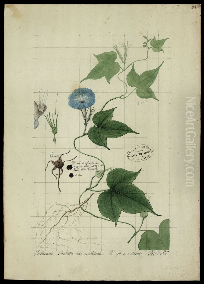 (Ipomoca acuminata, HBN) Oil Painting by Jose Joaquim Freire