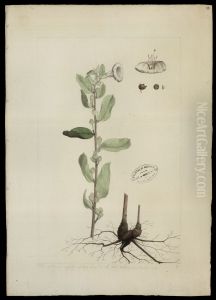 (Ipomoea)