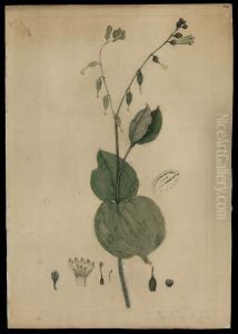 (Lisianthus chelonoides, Linn)