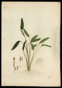 (Maranta)