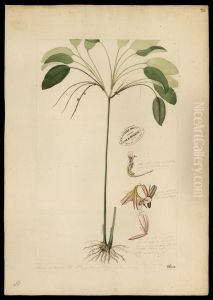 (Maranta)