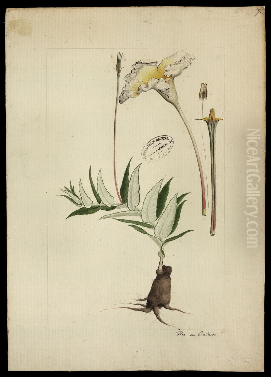 (Maurosiphonia longiflora, Muss) Oil Painting by Joaquim Jose Codina