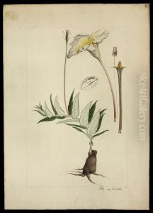 (Maurosiphonia longiflora, Muss)
